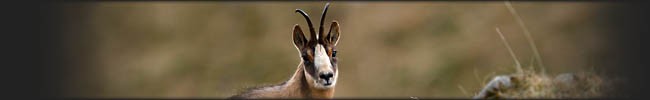 Vision nature - Photographies animali�res et photo de nature