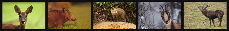 photo de nature et d'animaux