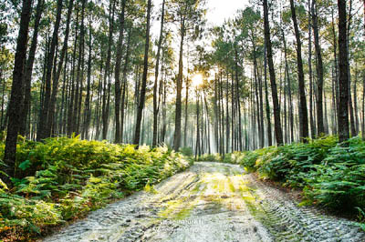 Forêt de pins dans les Landes