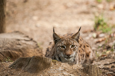 Lynx d'europe - En captivité