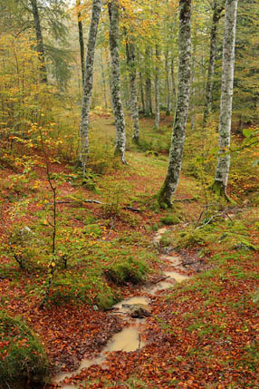 Couleurs de l'automne en forêt d'Irati - Pays Basque.