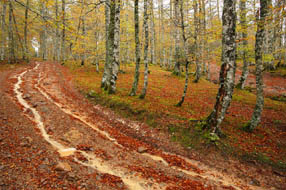 Couleurs de l'automne en forêt d'Irati - Pays Basque.